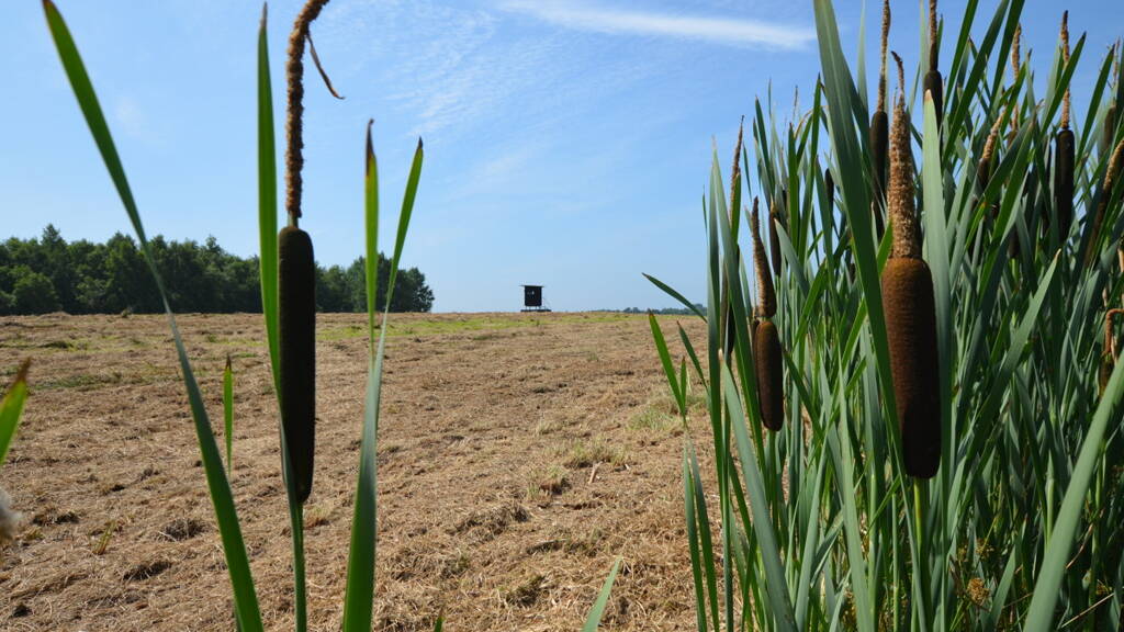 Land-/Forstwirtschaft zum Kauf provisionsfrei 125.378 m² Grundstück Innenstadt Oldenburg 26122