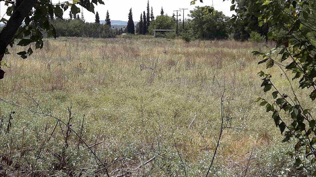 Land-/Forstwirtschaft zum Kauf 450.000 € 5.908 m² Grundstück Thessaloniki