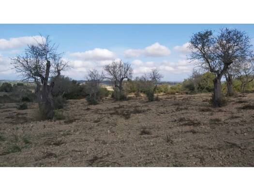 Acker-/Waldstück zum Kauf 360.000 € Petra 07520