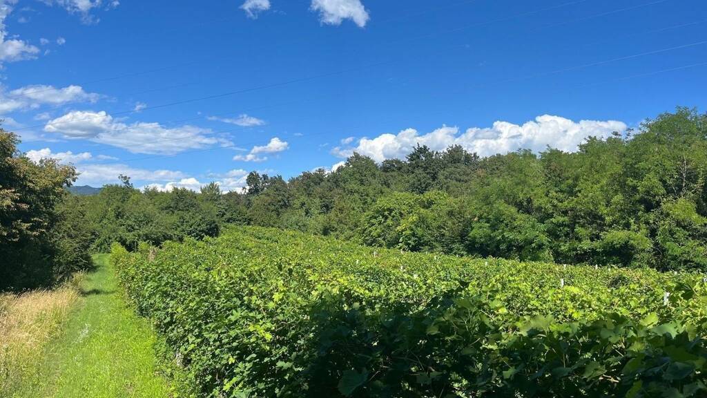 Grundstück zum Kauf 158.000 € 14.600 m² Grundstück Caprino Veronese 37013