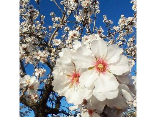 Grundstück zum Kauf 595.000 € 74.500 m² Grundstück Lloseta 07360