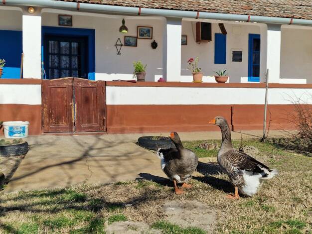 Bauernhaus zum Kauf 31.000 € 1 Zimmer 49 m² 1.950 m² Grundstück im Aussenbereich Kiskorös 6200