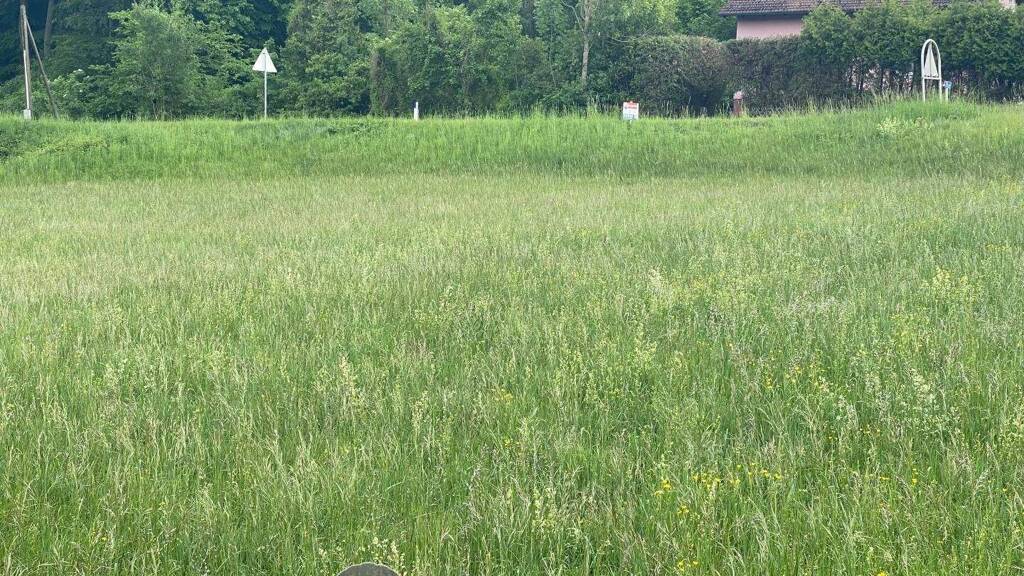 Grundstück zum Kauf 175.000 € 1.125 m² Grundstück Riederberg 3004