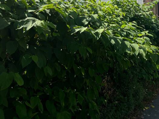 Grundstück zum Kauf 32.000 € 380 m² Grundstück Erfenschlag Chemnitz 09125