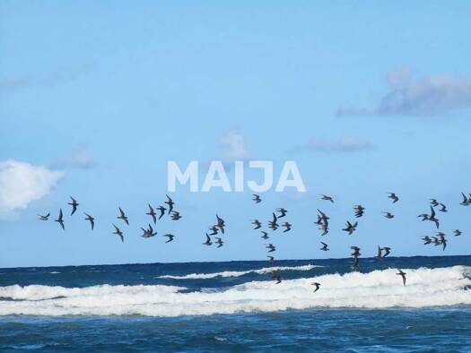 Freizeitgrundstück zum Kauf 820.738 € 6.000 m² Grundstück Punta Cana 23301