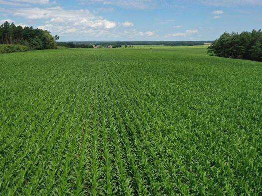 Land-/Forstwirtschaft zum Kauf 550.000 € 367.000 m² Grundstück Wallstawe Wallstawe 29413