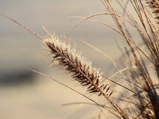 Doppelhaushälfte zum Kauf 584.000 € 5 Zimmer 135 m² 331 m² Grundstück Grafenwald Bottrop 46244