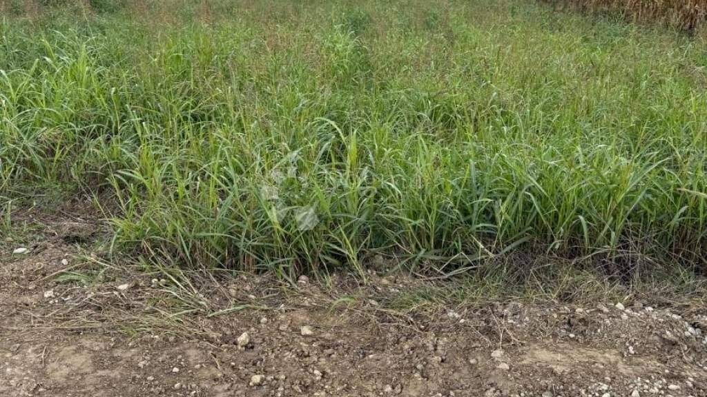 Land-/Forstwirtschaft zum Kauf 10.950 € Varazdin