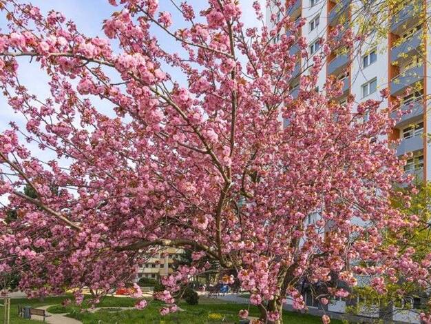 Wohnung zur Miete 673 € 3 Zimmer 78,2 m² 5. Geschoss frei ab 31.10.2026 Amalie-Dietrich-Platz 9 Gorbitz-Süd Dresden 01169