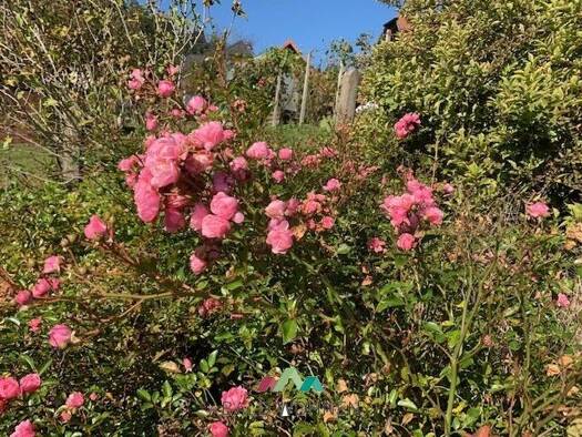 Reihenmittelhaus zur Miete 450 € 2 Zimmer 63 m² 169 m² Grundstück Wies 8551