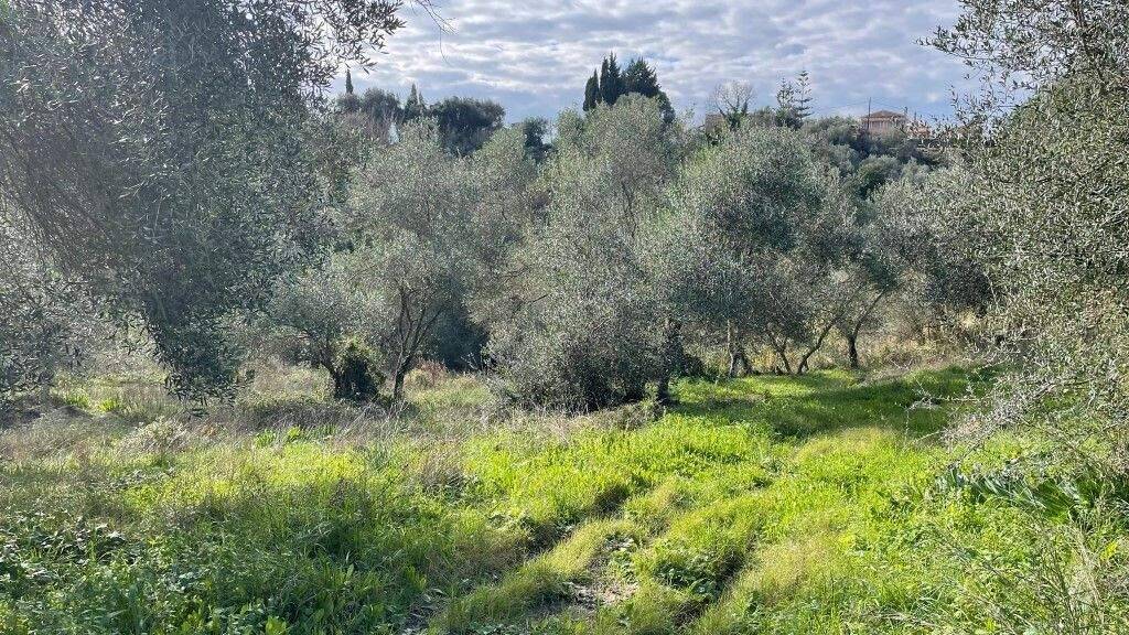 Land-/Forstwirtschaft zum Kauf 75.000 € 7.754 m² Grundstück Korfu