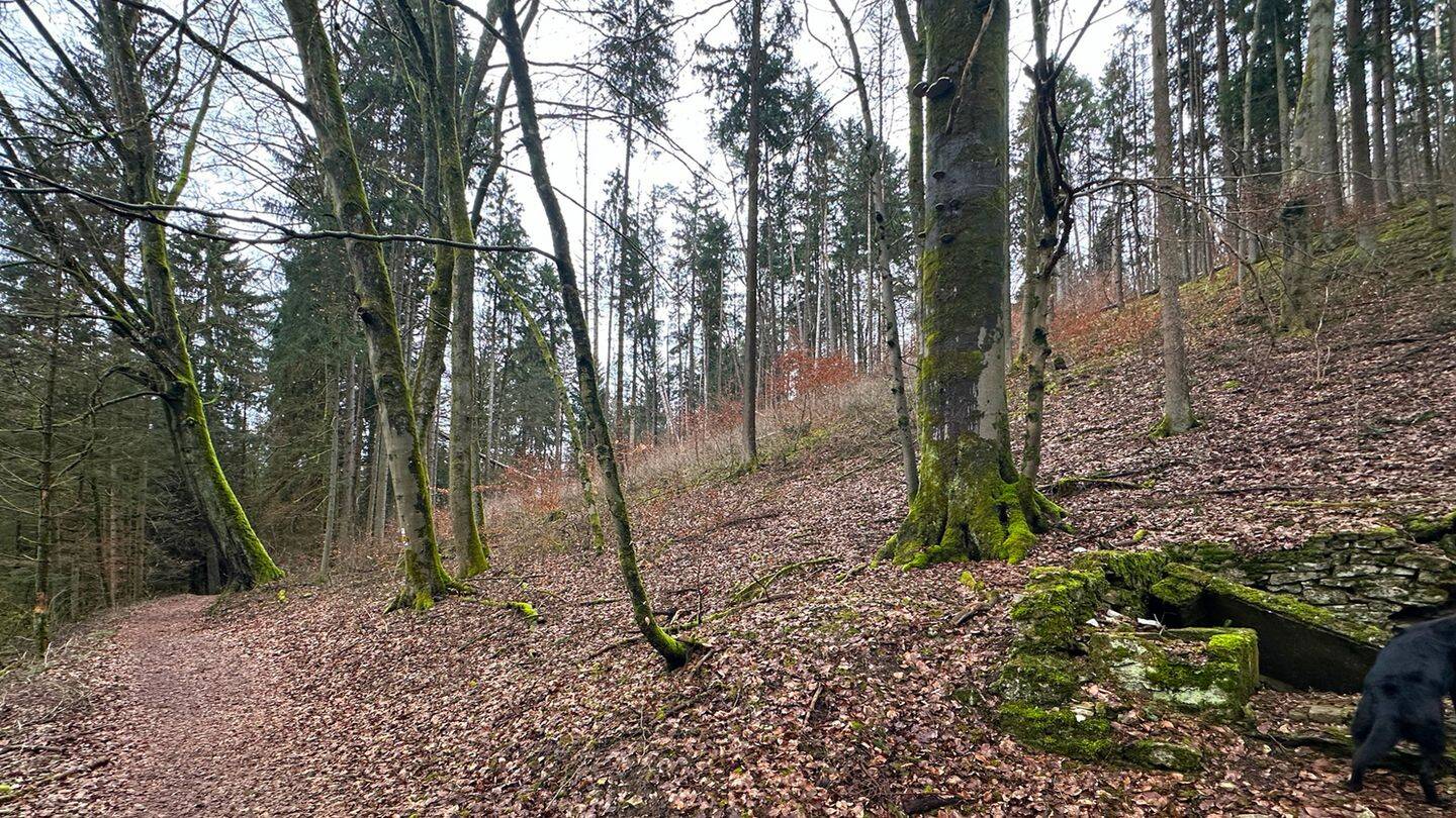 Land-/Forstwirtschaft zum Kauf - Ansicht 4
