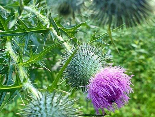 Grundstück zum Kauf 144.620 € 2.066 m² Grundstück Fischergrün Neureichenau 94089