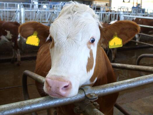 Land-/Forstwirtschaft zum Kauf 700.000 € 23.000 m² Grundstück Sontheim Heilbronn 74076