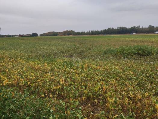 Land-/Forstwirtschaft zum Kauf 750.000 € 46.249 m² Grundstück Deutsch-Wagram 2232