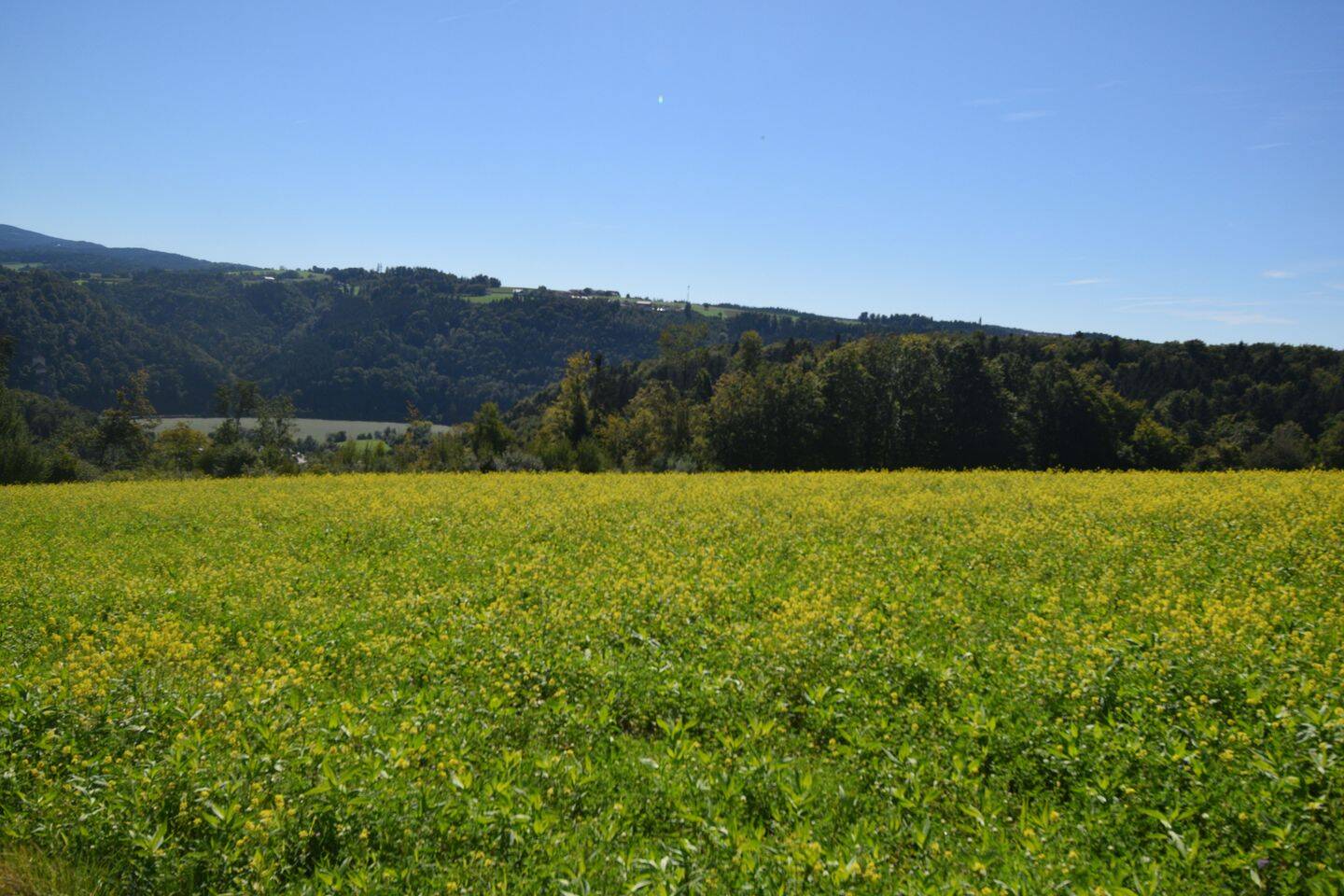 Land-/Forstwirtschaft zum Kauf - Ansicht 5