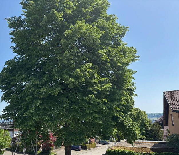 Wohnung zur Miete - Erstbezug 1.250 € 3 Zimmer 97,4 m² EG frei ab 15.08.2025 Bad Säckingen Bad Säckingen 79713