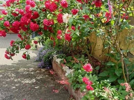 Wohnung zur Miete 830 € 2 Zimmer 60 m² EG frei ab sofort Waldhof Mannheim 68305