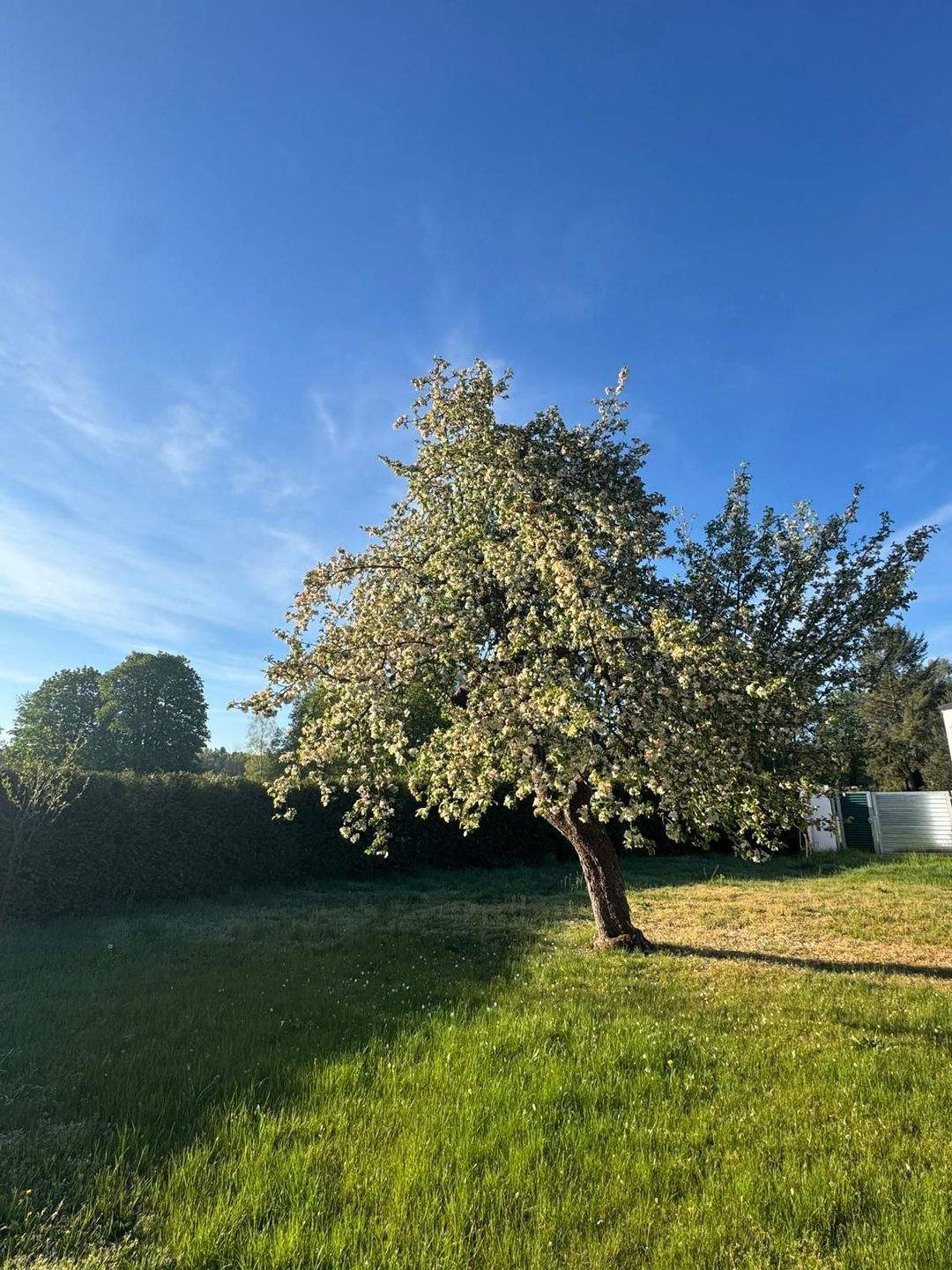 Immobilie in Luckenwalde - Ruhige Gartenoase mit 60qm Gartenhaus - Bild 0