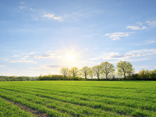Grundstück zum Kauf provisionsfrei 270.000 € 1.000 m² Grundstück Tremsbüttel 22967