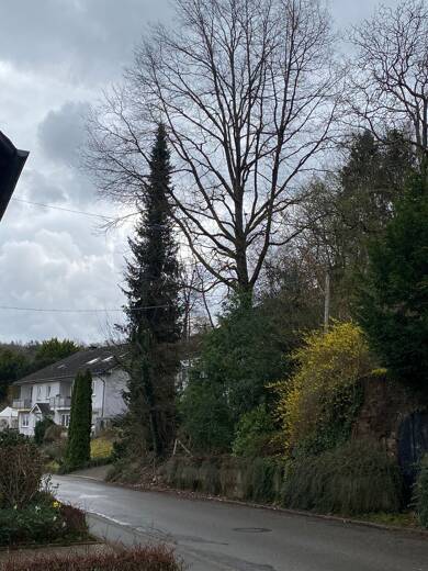 Grundstück zum Kauf provisionsfrei 299.000 € 1.112 m² Grundstück Im Höhberg 15 Kenn 54344