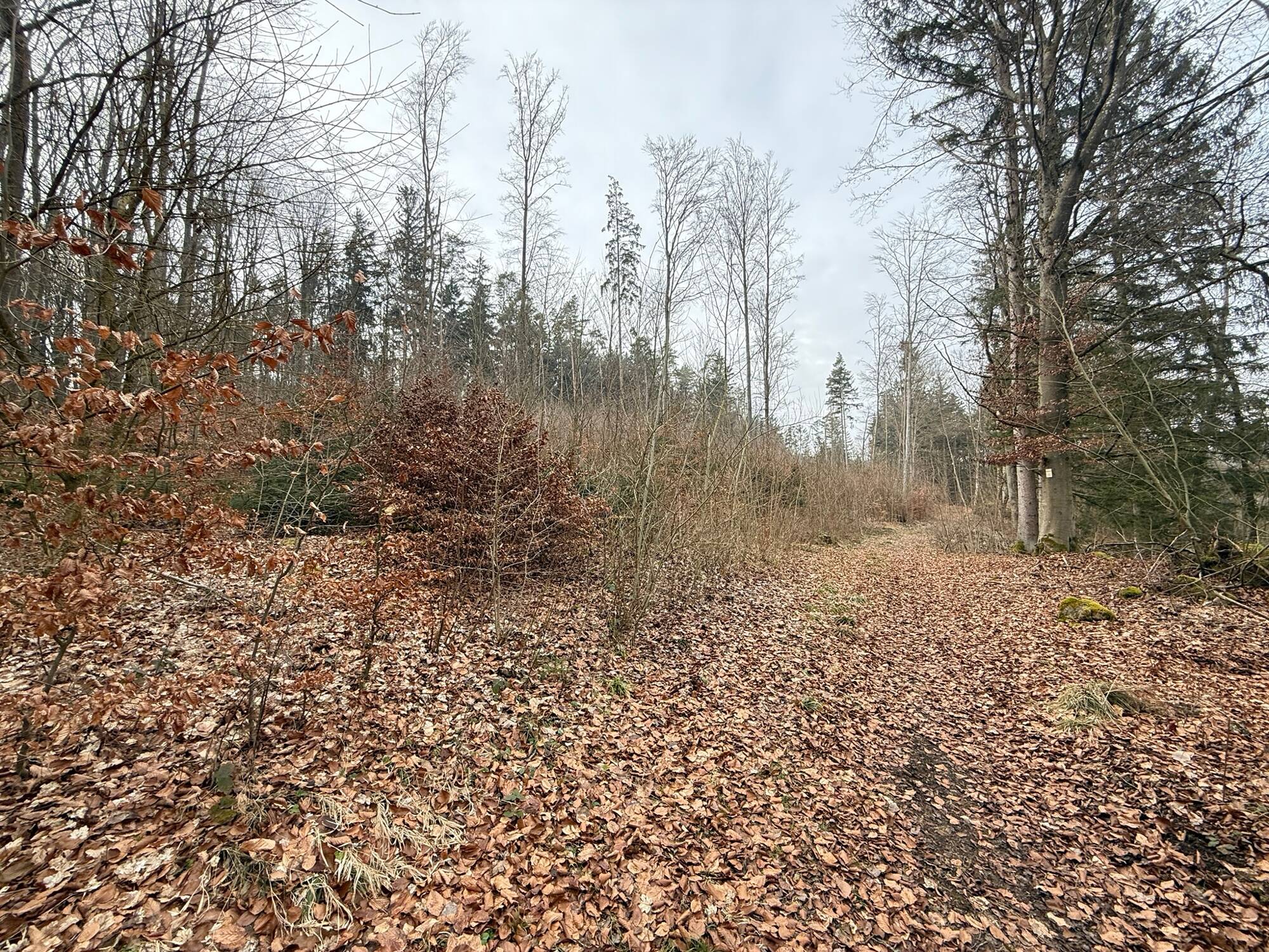 Land-/Forstwirtschaft zum Kauf - Ansicht 5