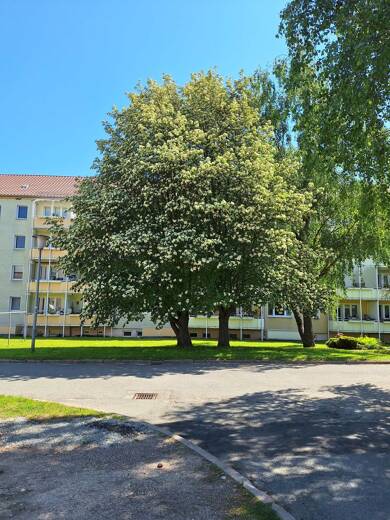 Wohnung zum Kauf als Kapitalanlage geeignet 49.000 € 2 Zimmer 49,3 m² Am Heckborn Berlstedt Berlstedt 99439