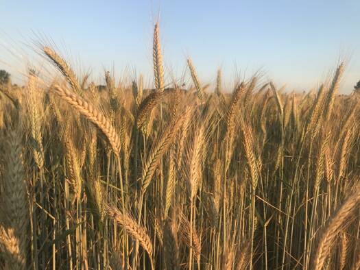 Land-/Forstwirtschaft zum Kauf 153.836 € 23.667 m² Grundstück Döhlen Großenkneten 26197