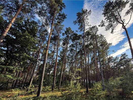 Land-/Forstwirtschaft zum Kauf 135.000 € 153.427 m² Grundstück Pechhütte Finsterwalde 03238