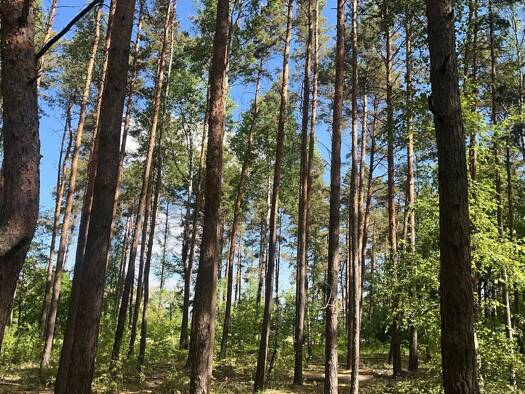 Land-/Forstwirtschaft zum Kauf 67.500 € 75.454 m² 75.454 m² Grundstück Greifenhain Drebkau 03116