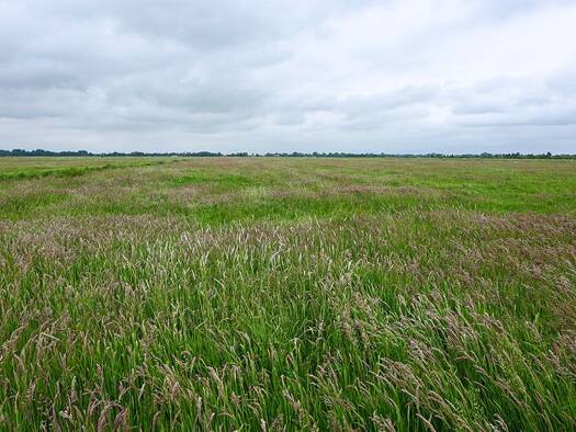 Land-/Forstwirtschaft zum Kauf 880.000 € 350.000 m² Grundstück Blockland West 28719
