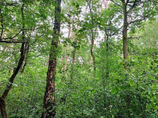 Forstwirtschaft zum Kauf 180.000 € 105.720 m² Grundstück Innenstadt Detmold 32756