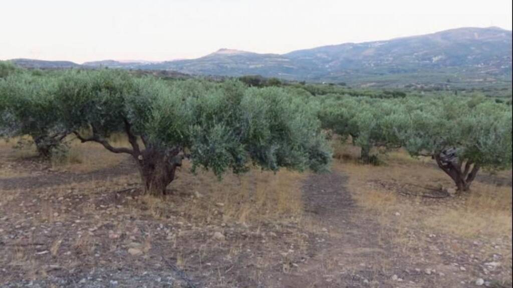 Land-/Forstwirtschaft zum Kauf 99.990 € 25.000 m² Grundstück Lithines Kreta 722 00