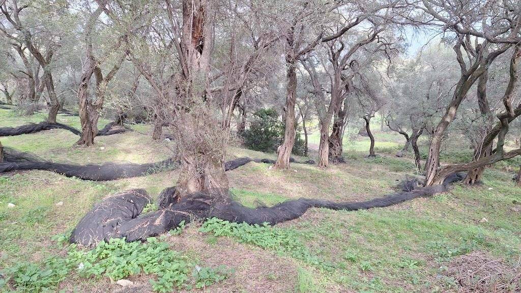 Land-/Forstwirtschaft zum Kauf 120.000 € 2.300 m² Grundstück Korfu