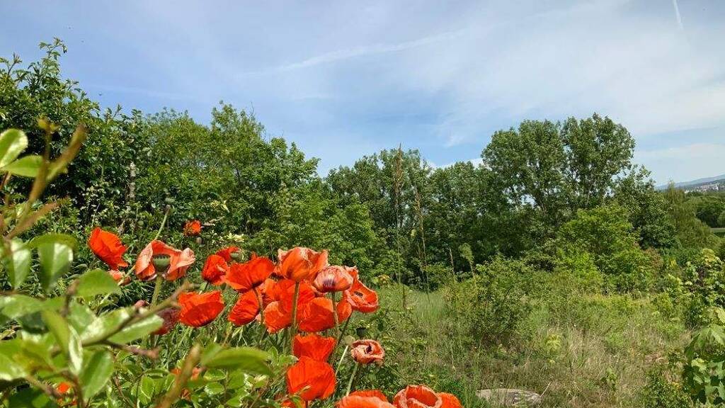 Grundstück zum Kauf 150.000 € 834 m² Grundstück Aull 65582