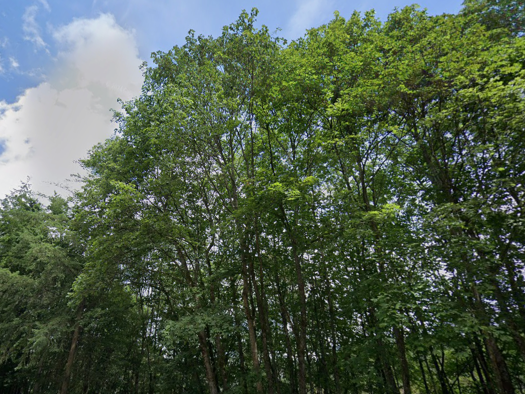 Land-/Forstwirtschaft zum Kauf provisionsfrei 3.400 € 1.083 m² Grundstück Idar-Oberstein 55743