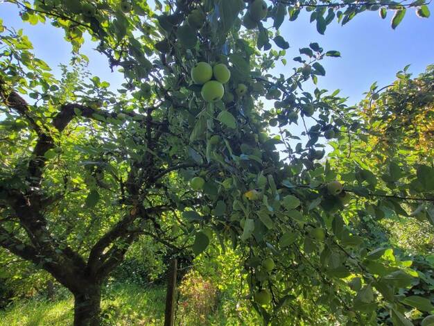 Doppelhaushälfte zum Kauf 439.000 € 6 Zimmer 184 m² 1.227 m² Grundstück Dietersdorf Schwabach 91126