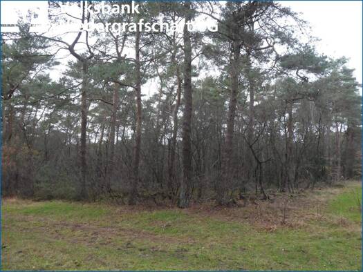 Land-/Forstwirtschaft zum Kauf provisionsfrei 99.000 € 62.500 m² Grundstück Wilsum 49849