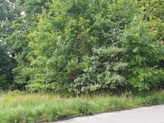 Grundstück zum Kauf 134.000 € 651 m² Grundstück Dabendorf Zossen 15806