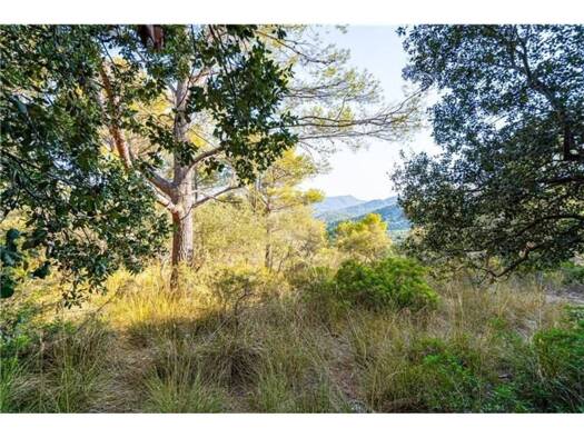 Acker-/Waldstück zum Kauf 150.000 € Palma 07010