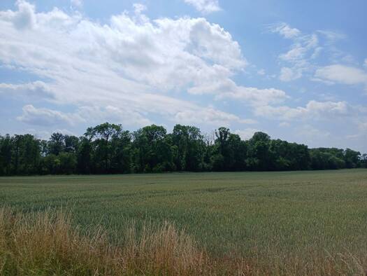 Forstwirtschaft zum Kauf provisionsfrei 69.450 € 38.588 m² Grundstück Oelzschau Rötha 04571