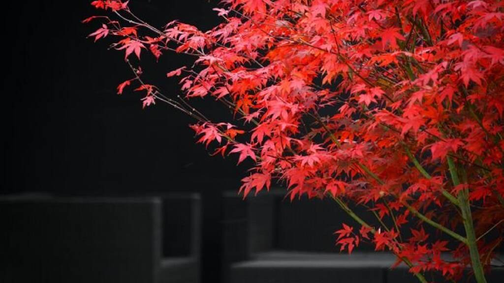 Gastronomie/Hotel zur Miete 2.200 € 120 m² Gastrofläche Lörrach 79539