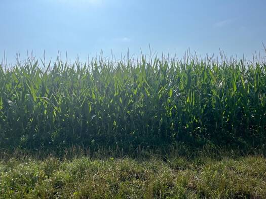 Land-/Forstwirtschaft zum Kauf 319.000 € 35.449 m² Grundstück Unterpindhart Geisenfeld 85290