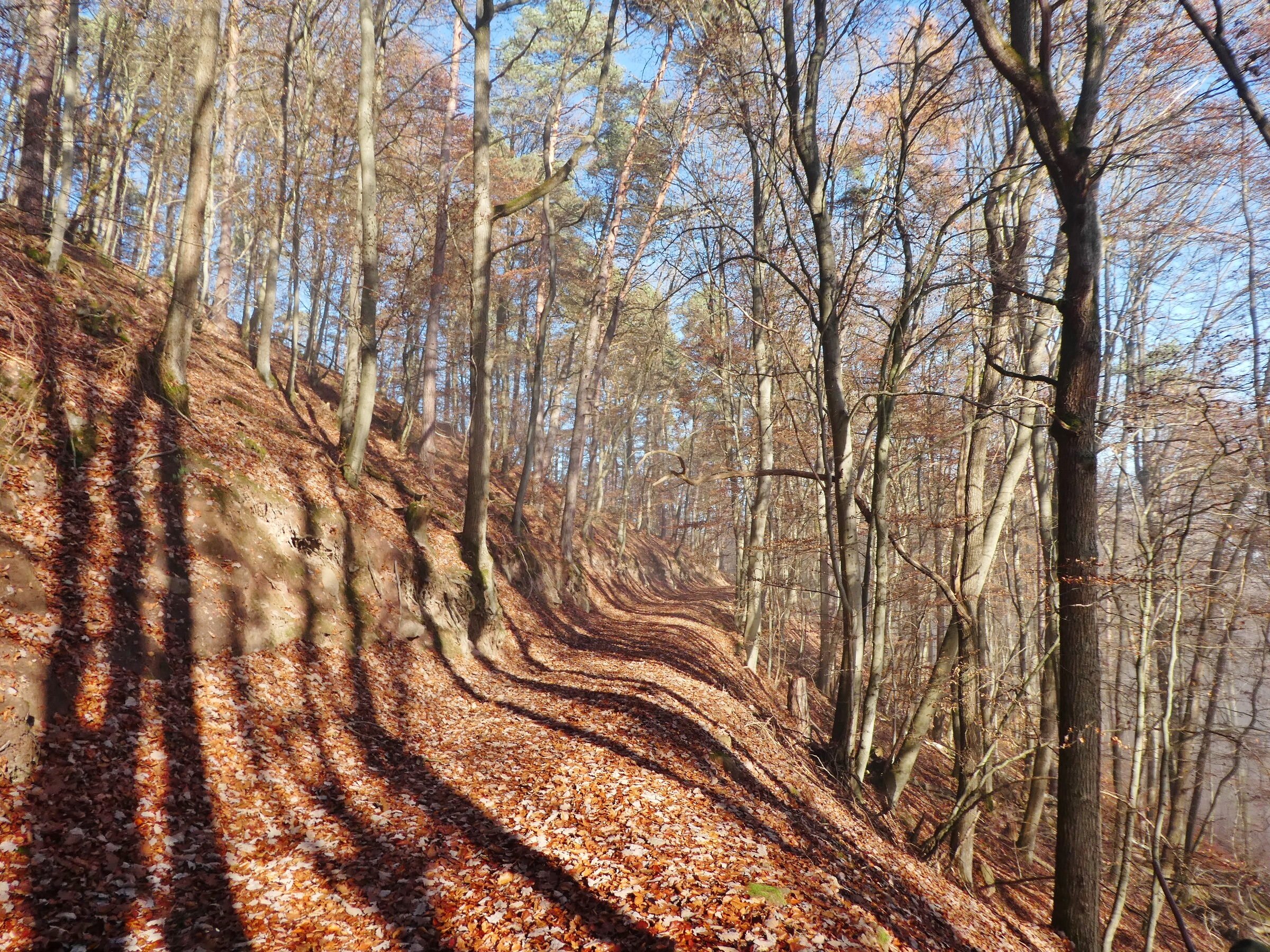 Forstwirtschaft zum Kauf 6.200 € 1.820 m²<br/>Fläche 1.820 m²<br/>Grundstück Collenberg Collenberg 97903