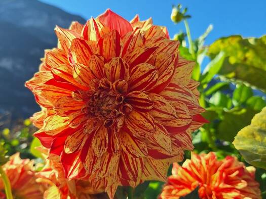 Grundstück zum Kauf 79.500 € 543 m² Grundstück Alkofen Vilshofen an der Donau 94474