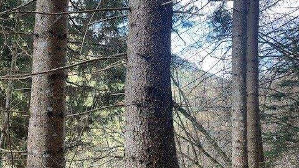 Land-/Forstwirtschaft zum Kauf Murau 8850