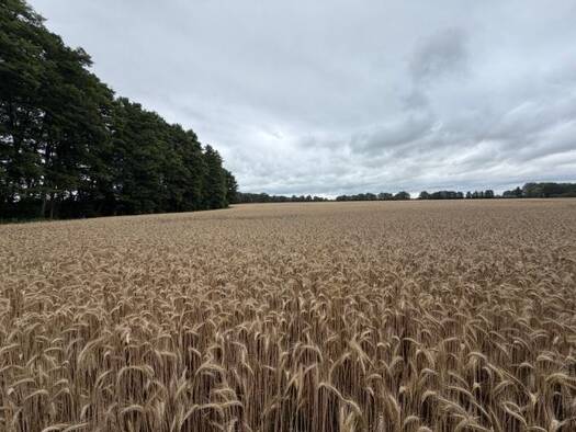 Landwirtschaftliche Fläche zum Kauf 685.000 € 305.295 m² Grundstück Leussow Leussow 19288