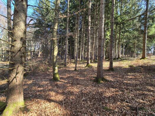 Forstwirtschaft zum Kauf provisionsfrei 45.000 € 4.446 m² Grundstück Drößling Seefeld 82229