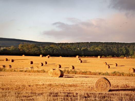 Land-/Forstwirtschaft zum Kauf 38.500 € 5.111 m² Grundstück Lemförde 49448