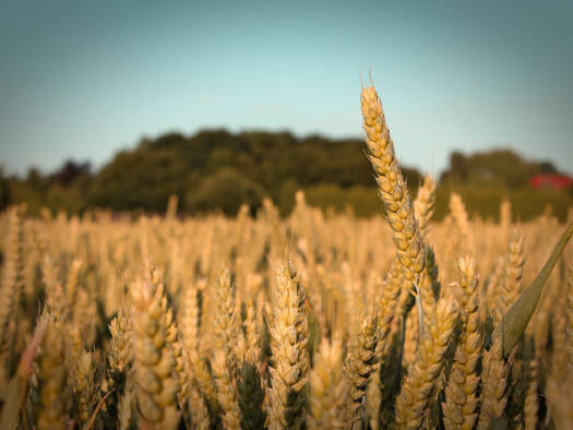 Land-/Forstwirtschaft zum Kauf 38.500 € 5.111 m² Grundstück Lemförde 49448